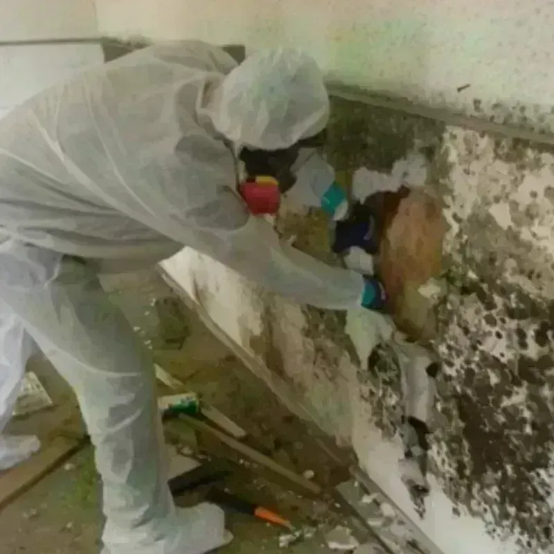 Mold Remediation and Removal in Wolf Creek, UT